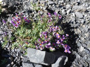 Alpen-Leinkraut (Linaria alpina)