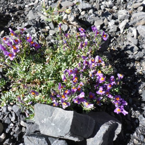 Alpen-Leinkraut (Linaria alpina)