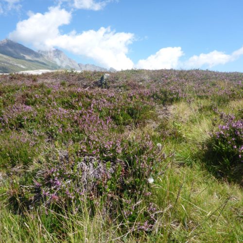 Heidekrautgewächse (Ericaceae)