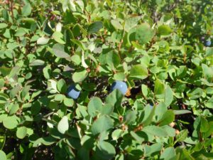 Heidelbeeren (Vaccinium)