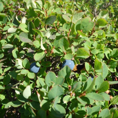 Heidelbeeren (Vaccinium)