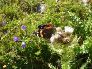 Admiral (Vanessa atalanta, Syn.: Pyrameis atalanta)