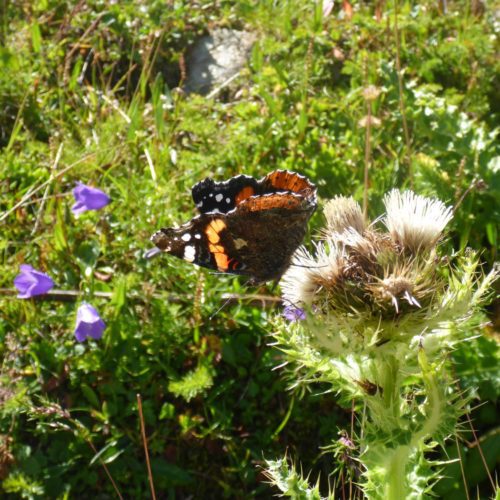 Admiral (Vanessa atalanta, Syn.: Pyrameis atalanta)