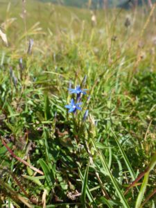 Bayerische Enzian (Gentiana bavarica)