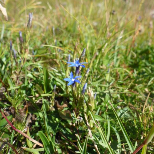 Bayerische Enzian (Gentiana bavarica)