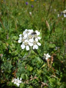 Gewöhnliche Schafgarbe (Achillea millefolium)