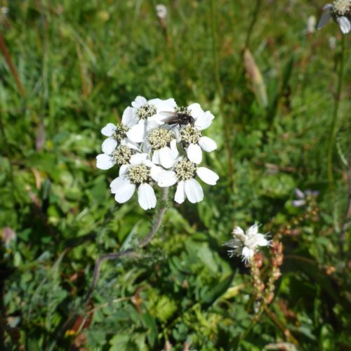 Gewöhnliche Schafgarbe (Achillea millefolium)