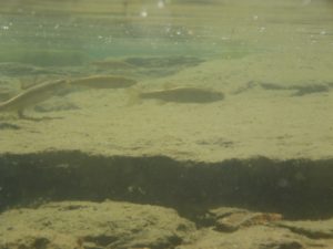 Guraletschsee mit Saiblinge Salvelinus namaycush)