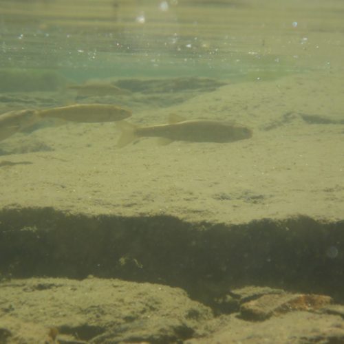 Guraletschsee mit Saiblinge Salvelinus namaycush)