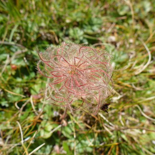Berg-Nelkenwurz (Geum montanum)