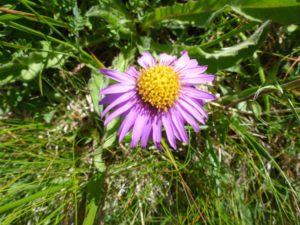 Alpen-Aster (Aster alpinus)