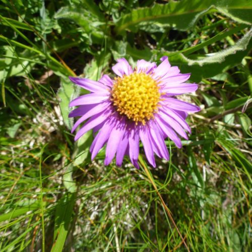 Alpen-Aster (Aster alpinus)