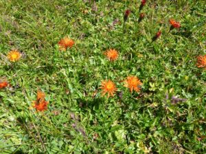 Gold-Pippau (Crepis aurea)