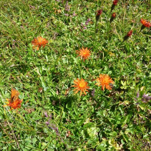 Gold-Pippau (Crepis aurea)