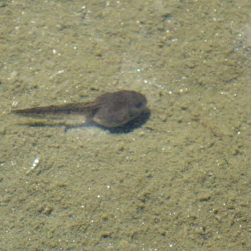 Kaulquappen Ampervreilsee