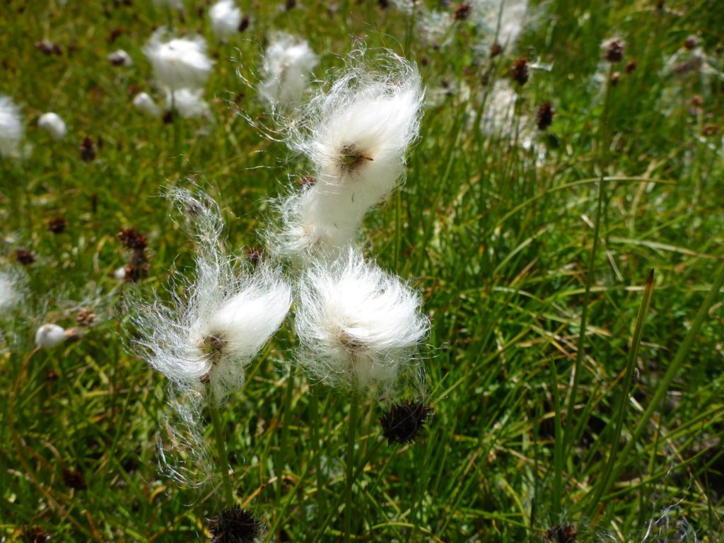 Scheuchzers Wollgras (Eriophorum scheuchzeri)