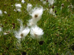 Scheuchzers Wollgras (Eriophorum scheuchzeri)