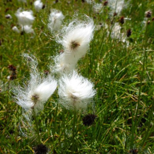 Scheuchzers Wollgras (Eriophorum scheuchzeri)