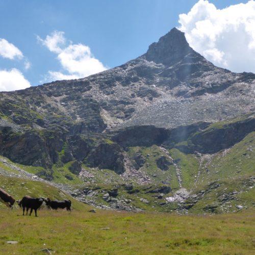 Ampervreil Alp (man beachte die Kühe)