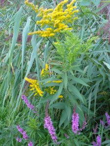 Goldruten (Solidago) und Orchidee