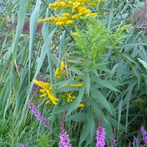 Goldruten (Solidago) und Orchidee