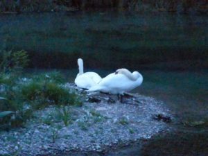 Schwäne Alter Rhein