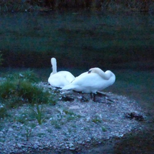 Schwäne Alter Rhein