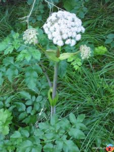 Bergwiesen-Bärenklau (Heracleum sphondylium)