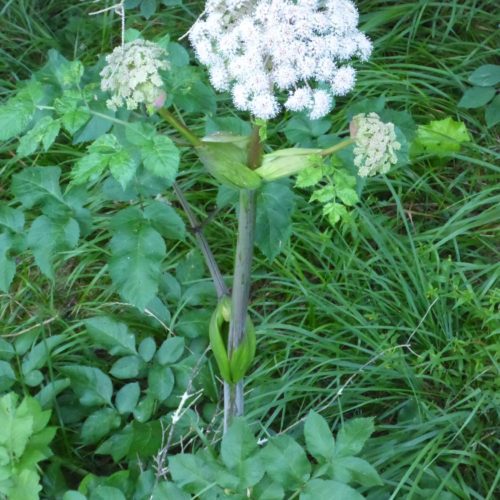 Bergwiesen-Bärenklau (Heracleum sphondylium)