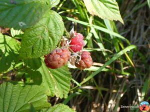 Himbeere (Rubus idaeus)