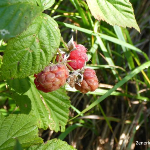 Himbeere (Rubus idaeus)