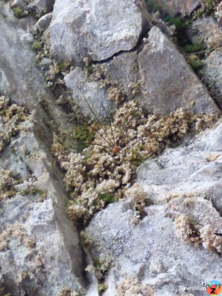 Spinne in der Pinut Höhle
