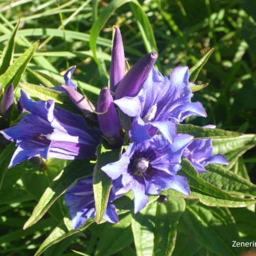 Schwalbenwurz-Enzian (Gentiana asclepiadea)