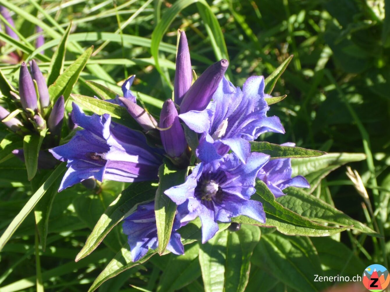 Schwalbenwurz-Enian (Gentiana asclepiadea)