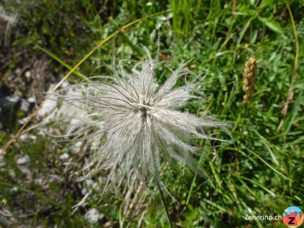 Berg-Nelkenwurz (Geum montanum)