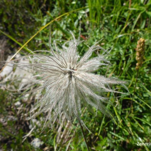 Berg-Nelkenwurz (Geum montanum)