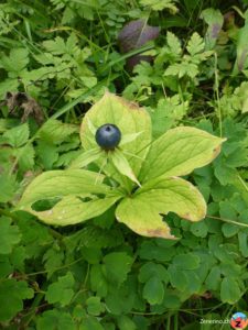 Vierblättrige Einbeere (Paris quadrifolia)