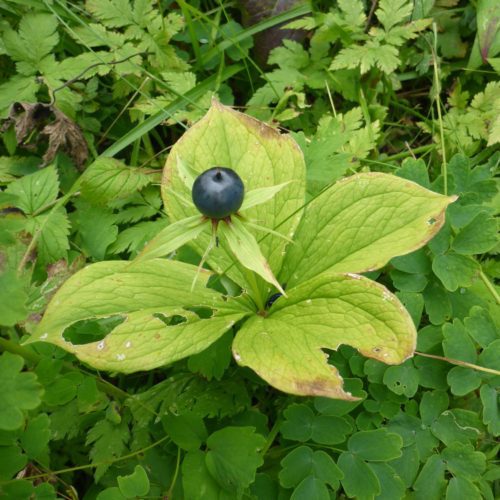 Vierblättrige Einbeere (Paris quadrifolia)