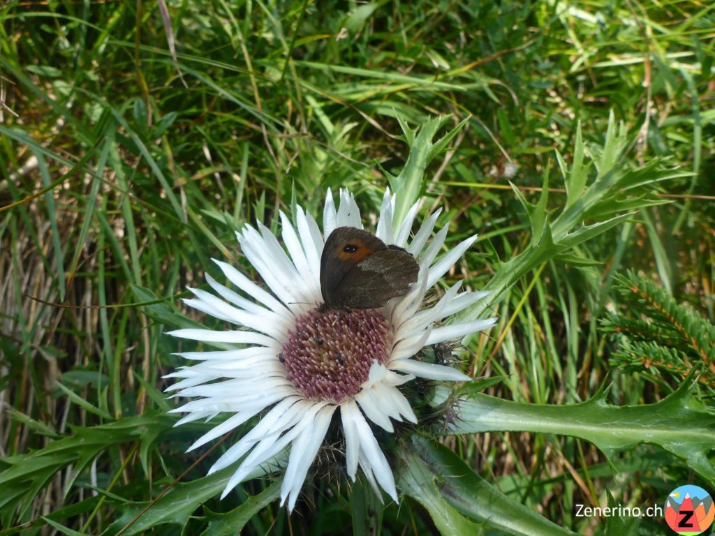 Silberdistel (Carlina acaulis)