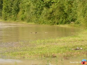 Badespass beim Hochwasser