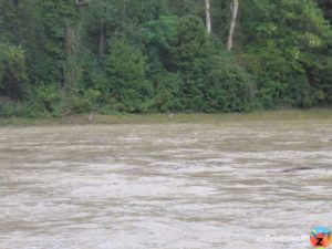 Die einen freut das Hochwasser - die Fischreiher