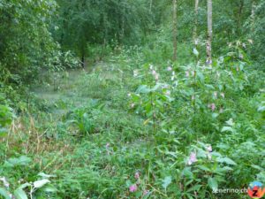 Waldstück bei Thurhau