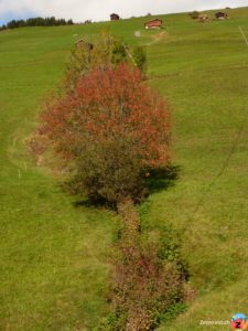 Herbsteinzug in Falera