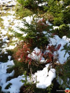 Heidelbeerstaude im Schnee