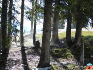 Taunebel im Wald (Curnius)