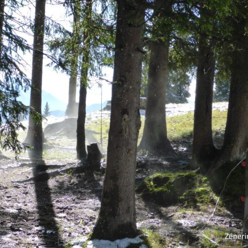 Taunebel im Wald (Curnius)