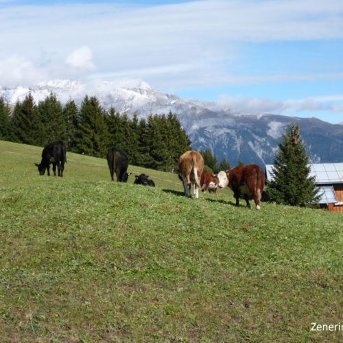 Cavarschons (Falera)