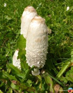 Schopftintling (Coprinus comatus)