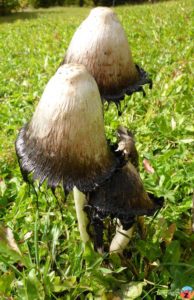 Schopftintling (Coprinus comatus)