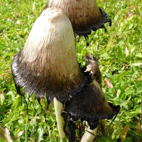 Schopftintling (Coprinus comatus)